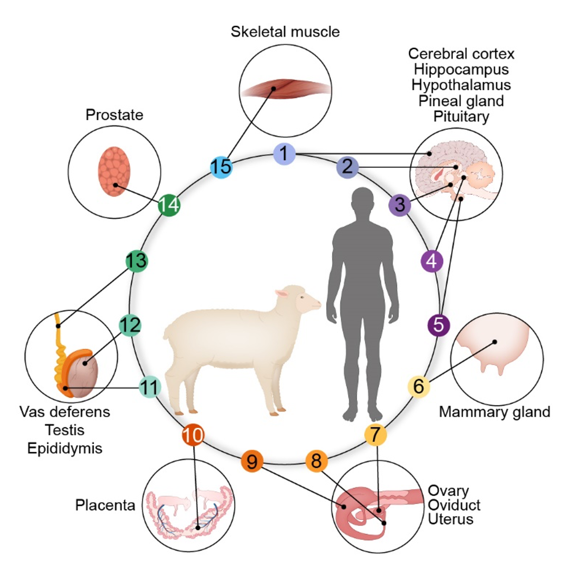 Cross-species Cell Atlas
